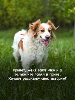 Пушистика Лео бросила бывшая семья, он ищет новый дом в приюте Щербинка 😥 | Пост в блоге сайта mospriut.ru